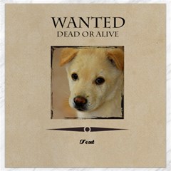 wanted - Canvas 12  x 12 
