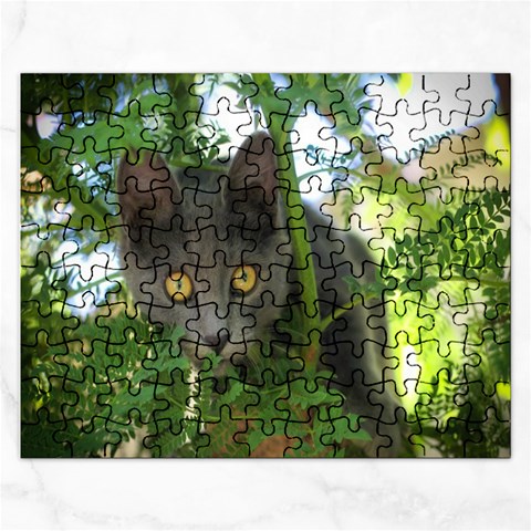 Cat By Pamela Sue Goforth Front