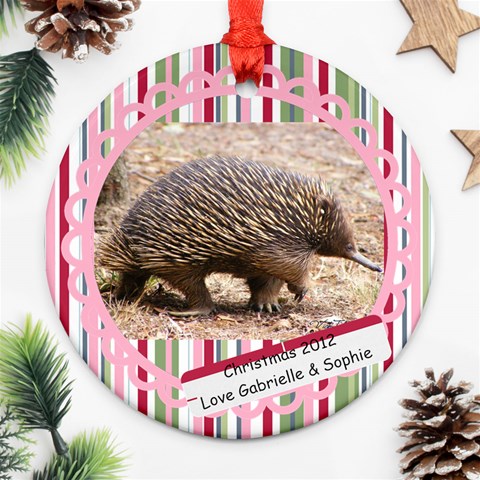 Echidna By Gabrielle Grant Front