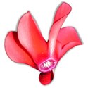 rosa-blossom-ajs