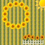 Sunflower Sunflower