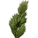nature7