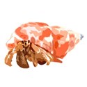 hermitcrab