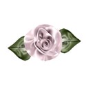 rose6