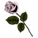rose2