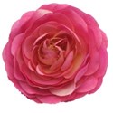hot pink flower
