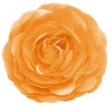 orange flower