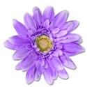 daisy_03