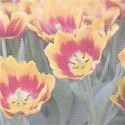 Tulip2