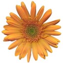 flower 1