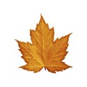 jss_bethankful_leaf 6