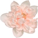 kdesigns_mystical2_flower2