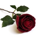 Happy VALENTINES DAY-FREE