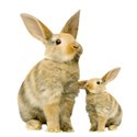 Sweet Sister_bunny family