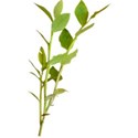 greenery 2