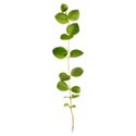 greenery 5