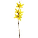 floral forsythia 2