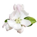 apple blossom flowers