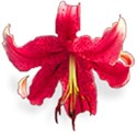 Flower 8