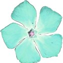 vinca_aqua1
