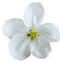 apple blossom