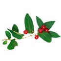 berry branch 02