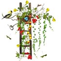 cluster ladder