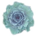 cabbage green