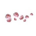 floating roses rose