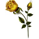 goldenrose5 copy