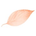 flowejjhr (14