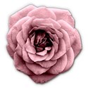 schua_May_Flowers_flower1 copy