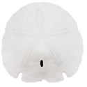 sand dollar 