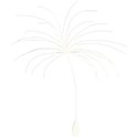 dandelion_seed