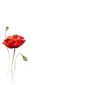 emb poppy creme