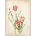 tulipa tile