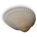 shell4_DADVACATION_mikki