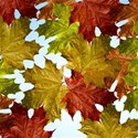 fall leaves