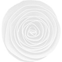 rose white