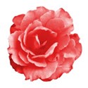 rosey red 02