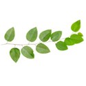 SLCU20branchleaves