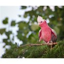 Galah Front