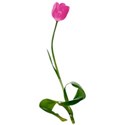 tulip 02 copy