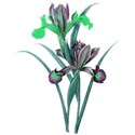 iris 7