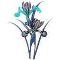 iris 8