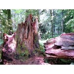 Cathedral Grove Cathedral Grove