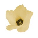 flower 3