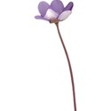 OneofaKindDS_Super-Genius_Flower 04