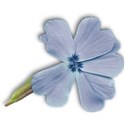 flower2_mikki_livanos