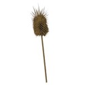 dried thorn